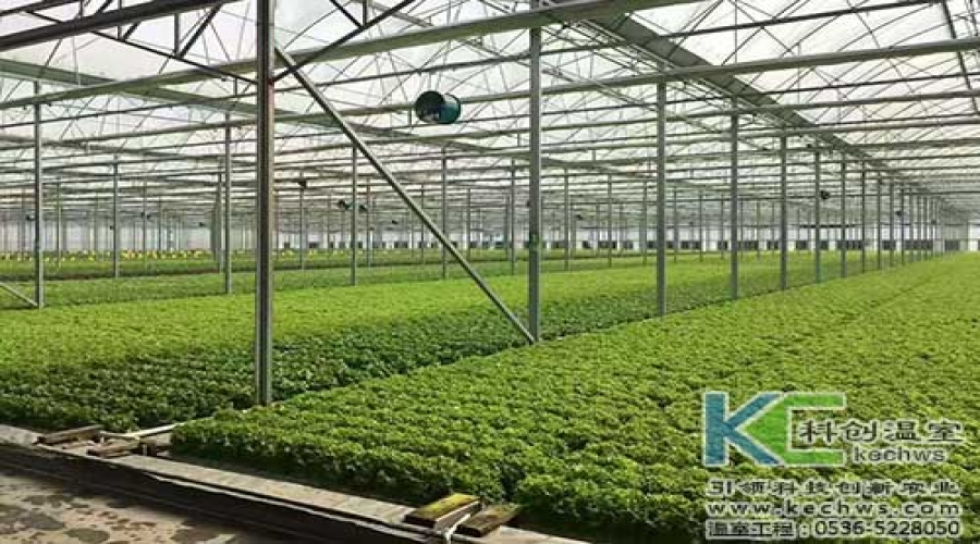 山西葉菜植物工廠(chǎng)技術(shù)案例