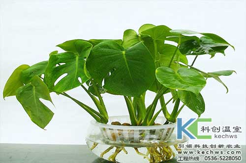 無(wú)土栽培，無(wú)土栽培技術(shù)，無(wú)土栽培設備