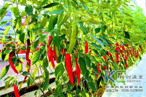 無(wú)土栽培，無(wú)土栽培技術(shù)，無(wú)土栽培設備