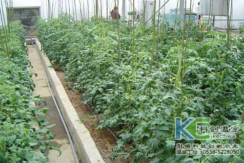 無(wú)土栽培，無(wú)土栽培技術(shù)，無(wú)土栽培設備