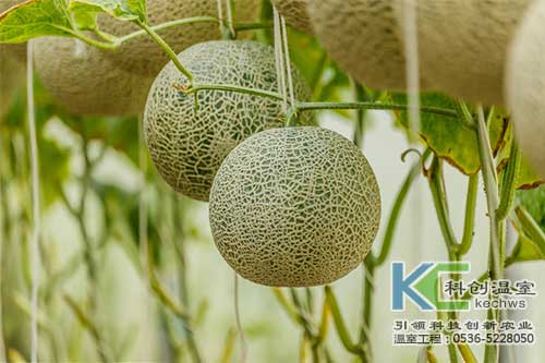 無(wú)土栽培，無(wú)土栽培技術(shù)，無(wú)土栽培設備