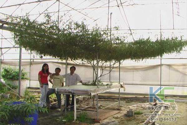 無(wú)土栽培，無(wú)土栽培技術(shù)，無(wú)土栽培設備