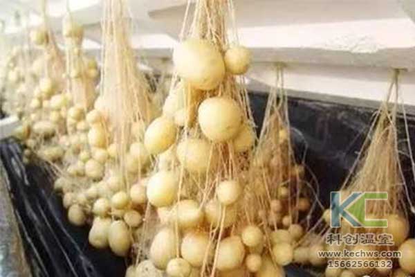 無(wú)土栽培，無(wú)土栽培技術(shù)，無(wú)土栽培設備
