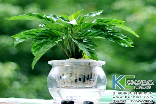無(wú)土栽培，無(wú)土栽培技術(shù)，無(wú)土栽培設備