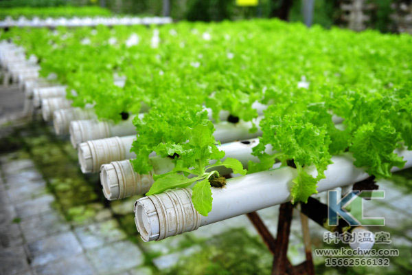 無(wú)土栽培，無(wú)土栽培技術(shù)，溫室大棚，蔬菜大棚