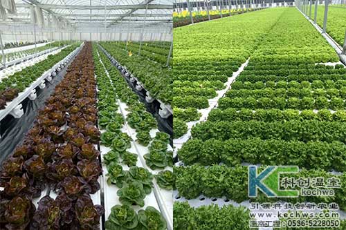 山西,植物工廠(chǎng),無(wú)土栽培