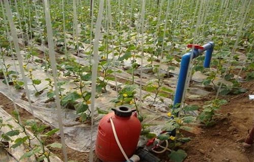 無(wú)土栽培，無(wú)土栽培技術(shù)，無(wú)土栽培設備