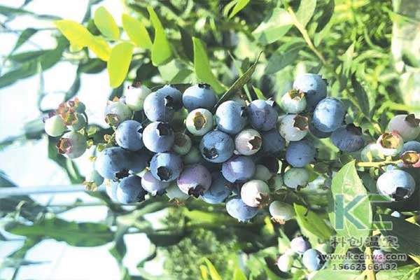 無(wú)土栽培，無(wú)土栽培技術(shù)，無(wú)土栽培設備