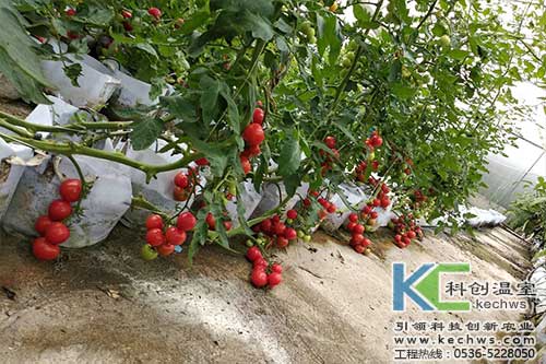 無(wú)土栽培，無(wú)土栽培技術(shù)