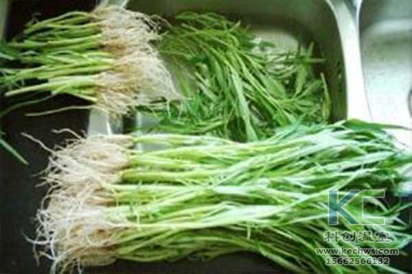 無(wú)土栽培，無(wú)土栽培技術(shù)，無(wú)土栽培設備