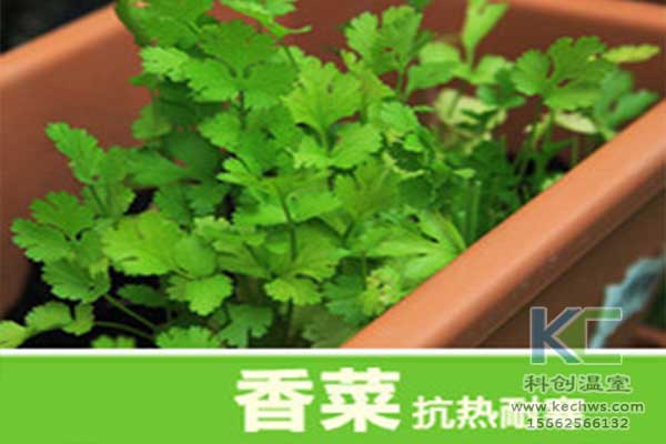 無(wú)土栽培，無(wú)土栽培技術(shù)，無(wú)土栽培設備