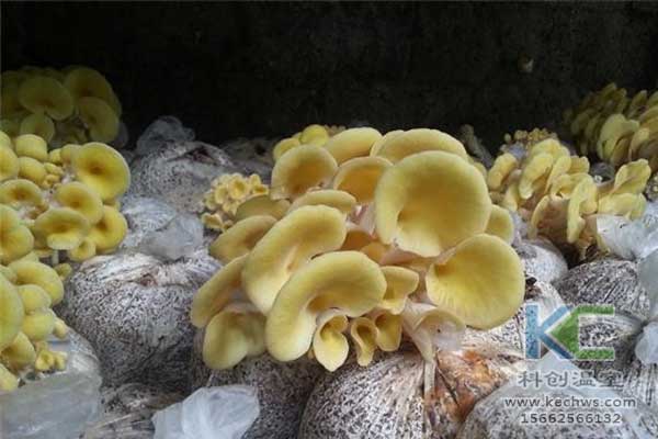 無(wú)土栽培，無(wú)土栽培技術(shù)，無(wú)土栽培設備