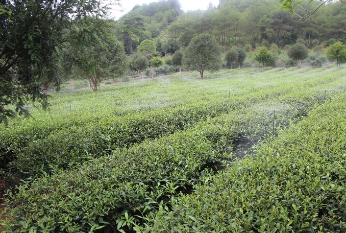 無(wú)土栽培，無(wú)土栽培技術(shù)，無(wú)土栽培設備