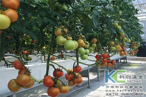 有機質(zhì)無(wú)土栽培,無(wú)土栽培,無(wú)土栽培技術(shù)