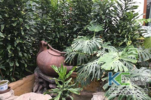 無(wú)土栽培，無(wú)土栽培技術(shù)，無(wú)土栽培設備