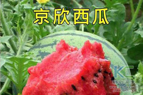 無(wú)土栽培，無(wú)土栽培技術(shù)，無(wú)土栽培設備