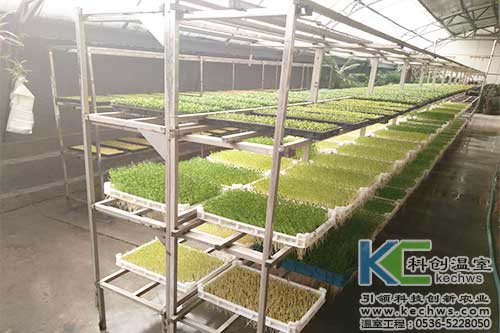 芽苗菜,無(wú)土栽培,植物工廠(chǎng)