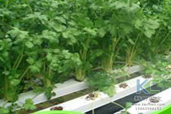 無(wú)土栽培，無(wú)土栽培技術(shù)，無(wú)土栽培設備