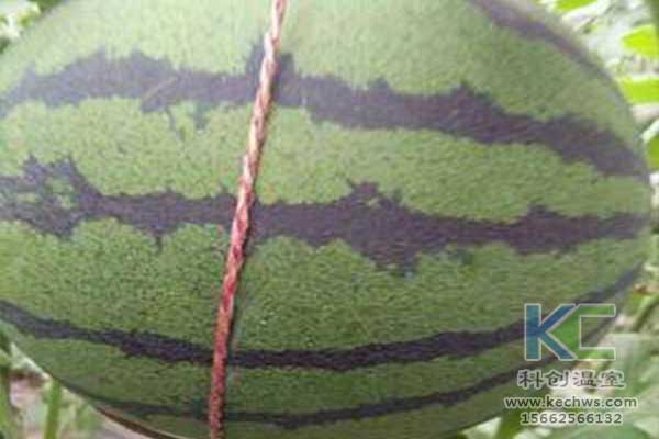無(wú)土栽培，無(wú)土栽培技術(shù)，無(wú)土栽培設備