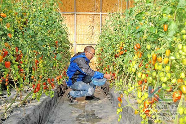 無(wú)土栽培，無(wú)土栽培技術(shù)，無(wú)土栽培設備