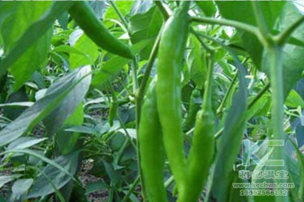 無(wú)土栽培，無(wú)土栽培技術(shù)，無(wú)土栽培設備