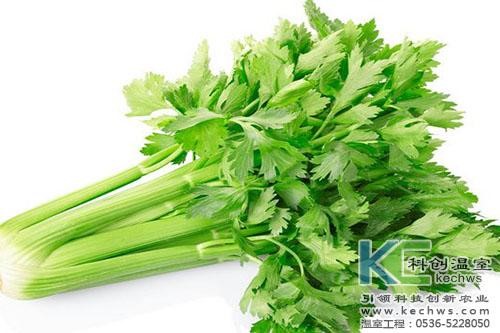 無(wú)土栽培，無(wú)土栽培技術(shù)，無(wú)土栽培設備