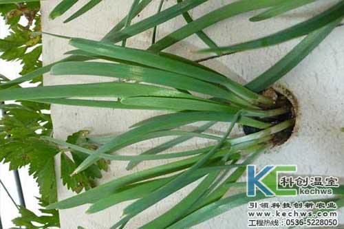 無(wú)土栽培，無(wú)土栽培技術(shù)，無(wú)土栽培設備