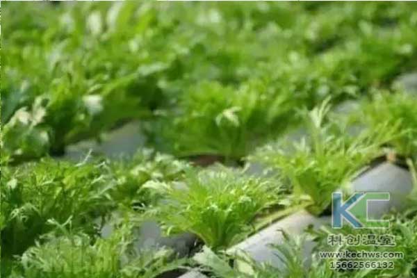無(wú)土栽培，無(wú)土栽培技術(shù)，無(wú)土栽培設備