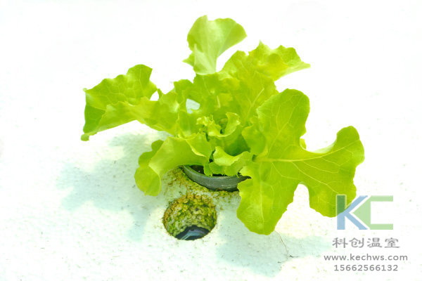 無(wú)土栽培，無(wú)土栽培技術(shù)，無(wú)土栽培設備