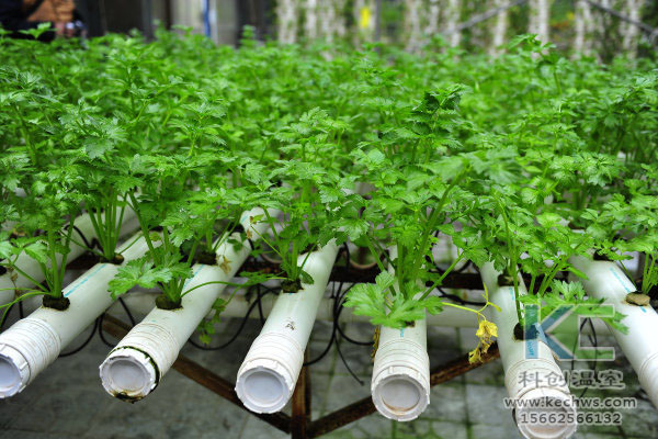 無(wú)土栽培，無(wú)土栽培技術(shù)，溫室大棚，蔬菜大棚