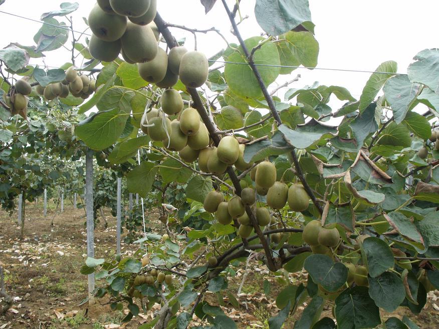 無(wú)土栽培，無(wú)土栽培技術(shù)，無(wú)土栽培設備