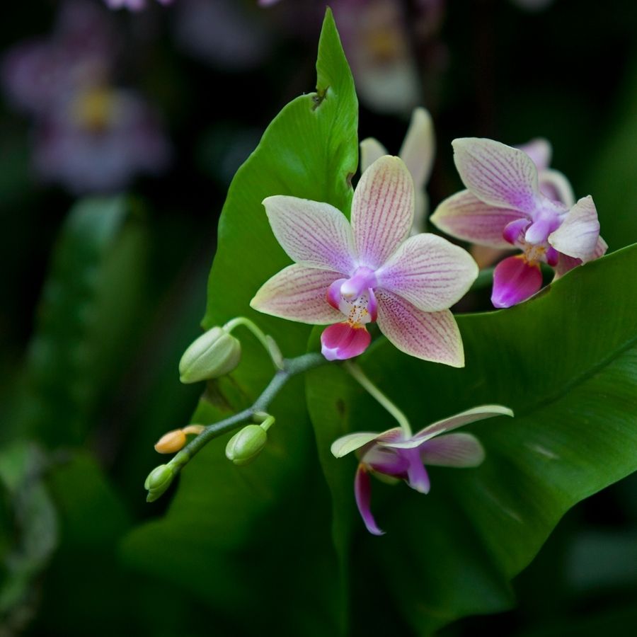 無(wú)土栽培，無(wú)土栽培技術(shù)，無(wú)土栽培設備