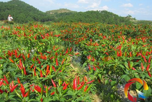 無(wú)土栽培，無(wú)土栽培技術(shù)，無(wú)土栽培設備
