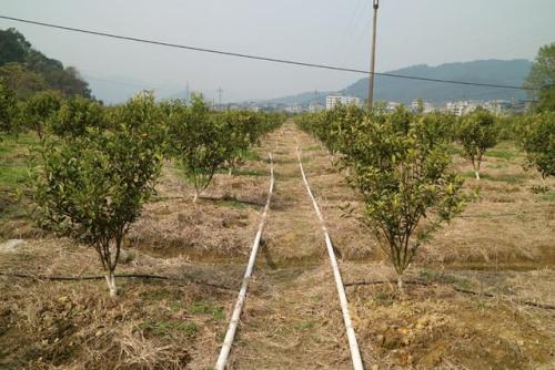 無(wú)土栽培，無(wú)土栽培技術(shù)，無(wú)土栽培設備
