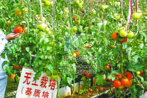 無(wú)土栽培，無(wú)土栽培技術(shù)，無(wú)土栽培設備