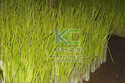 無(wú)土栽培，無(wú)土栽培技術(shù)，無(wú)土栽培設備