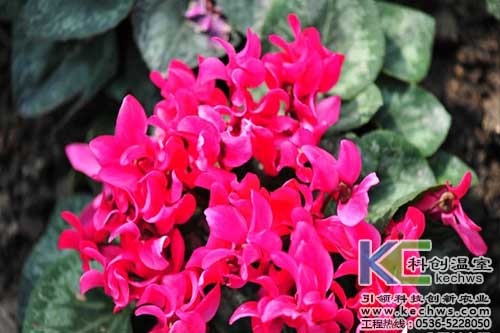 無(wú)土栽培，無(wú)土栽培技術(shù)，無(wú)土栽培設備